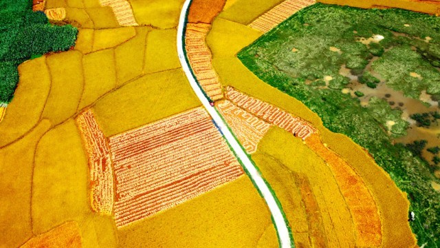 風に吹かれた黃金色の稲穂が織りなす秋景色